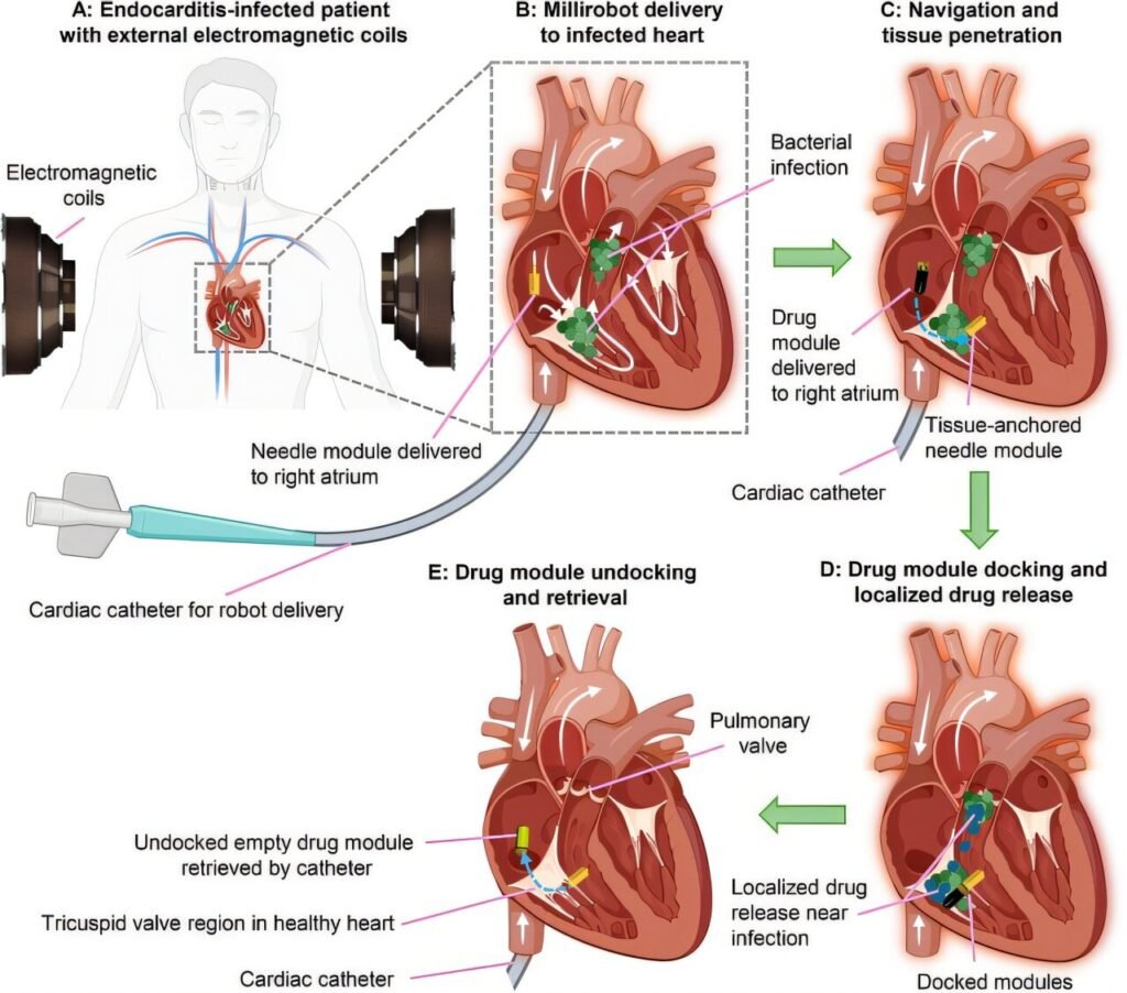 Tiny robots speed medicine through body to the heart